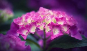 Preview wallpaper hydrangea, flowers, petals, pink, inflorescence