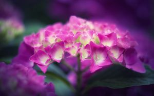 Preview wallpaper hydrangea, flowers, petals, pink, inflorescence