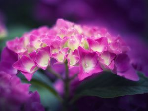 Preview wallpaper hydrangea, flowers, petals, pink, inflorescence