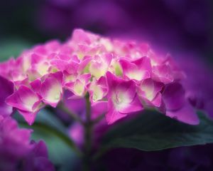 Preview wallpaper hydrangea, flowers, petals, pink, inflorescence