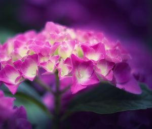 Preview wallpaper hydrangea, flowers, petals, pink, inflorescence