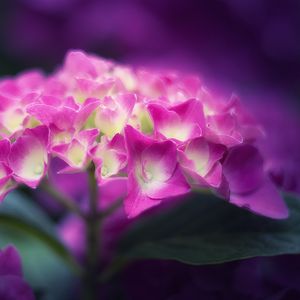 Preview wallpaper hydrangea, flowers, petals, pink, inflorescence