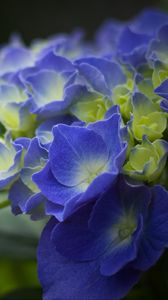 Preview wallpaper hydrangea, flowers, petals, blue, inflorescence, blur