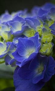 Preview wallpaper hydrangea, flowers, petals, blue, inflorescence, blur