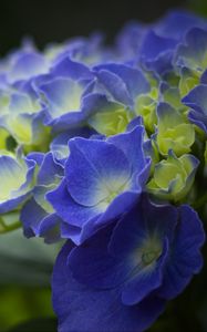 Preview wallpaper hydrangea, flowers, petals, blue, inflorescence, blur