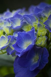 Preview wallpaper hydrangea, flowers, petals, blue, inflorescence, blur