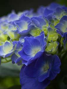 Preview wallpaper hydrangea, flowers, petals, blue, inflorescence, blur