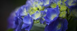 Preview wallpaper hydrangea, flowers, petals, blue, inflorescence, blur