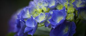 Preview wallpaper hydrangea, flowers, petals, blue, inflorescence, blur