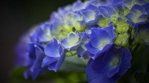 Preview wallpaper hydrangea, flowers, petals, blue, inflorescence, blur