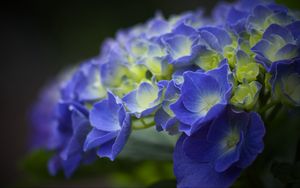 Preview wallpaper hydrangea, flowers, petals, blue, inflorescence, blur