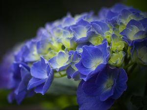 Preview wallpaper hydrangea, flowers, petals, blue, inflorescence, blur