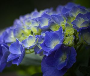 Preview wallpaper hydrangea, flowers, petals, blue, inflorescence, blur