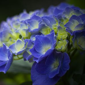 Preview wallpaper hydrangea, flowers, petals, blue, inflorescence, blur