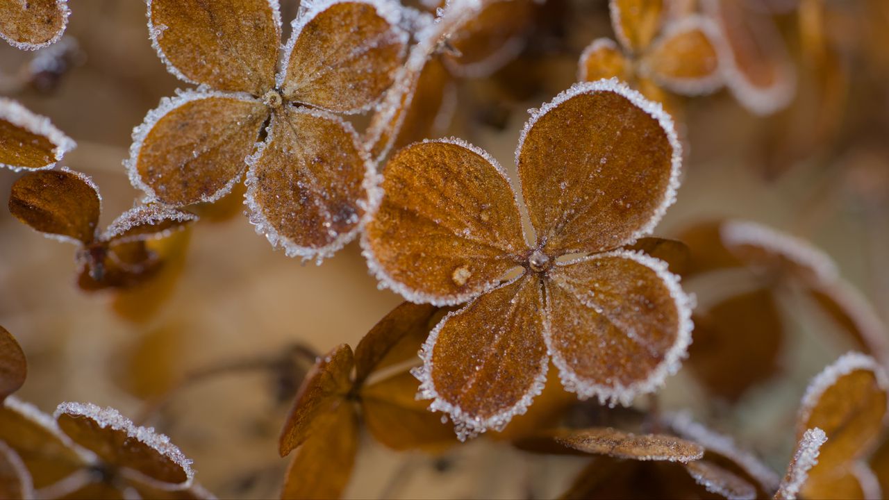 Wallpaper hydrangea, flowers, petals, frost