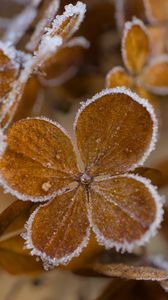 Preview wallpaper hydrangea, flowers, petals, frost