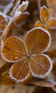 Preview wallpaper hydrangea, flowers, petals, frost