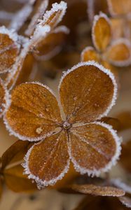 Preview wallpaper hydrangea, flowers, petals, frost