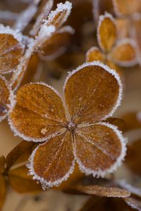 Preview wallpaper hydrangea, flowers, petals, frost