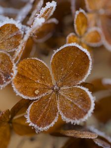 Preview wallpaper hydrangea, flowers, petals, frost