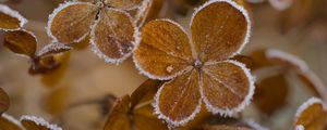 Preview wallpaper hydrangea, flowers, petals, frost