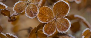 Preview wallpaper hydrangea, flowers, petals, frost