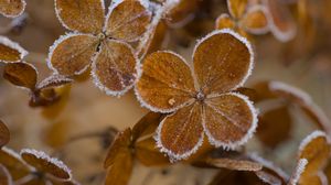Preview wallpaper hydrangea, flowers, petals, frost
