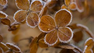 Preview wallpaper hydrangea, flowers, petals, frost