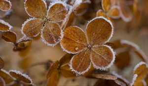 Preview wallpaper hydrangea, flowers, petals, frost