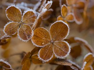 Preview wallpaper hydrangea, flowers, petals, frost