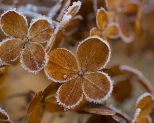 Preview wallpaper hydrangea, flowers, petals, frost