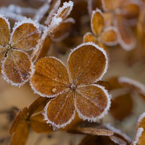 Preview wallpaper hydrangea, flowers, petals, frost