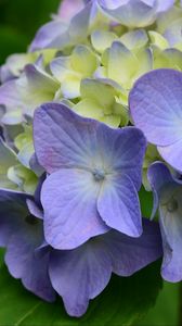 Preview wallpaper hydrangea, flowers, petals, leaves, purple