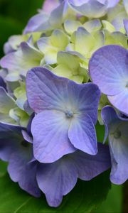 Preview wallpaper hydrangea, flowers, petals, leaves, purple