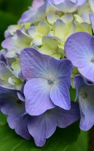 Preview wallpaper hydrangea, flowers, petals, leaves, purple