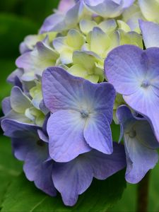 Preview wallpaper hydrangea, flowers, petals, leaves, purple