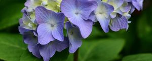 Preview wallpaper hydrangea, flowers, petals, leaves, purple
