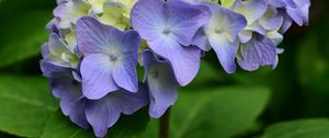 Preview wallpaper hydrangea, flowers, petals, leaves, purple