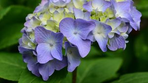 Preview wallpaper hydrangea, flowers, petals, leaves, purple