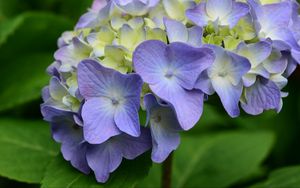 Preview wallpaper hydrangea, flowers, petals, leaves, purple