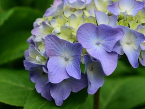 Preview wallpaper hydrangea, flowers, petals, leaves, purple