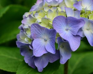 Preview wallpaper hydrangea, flowers, petals, leaves, purple
