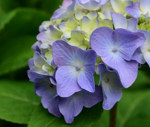 Preview wallpaper hydrangea, flowers, petals, leaves, purple