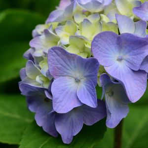 Preview wallpaper hydrangea, flowers, petals, leaves, purple