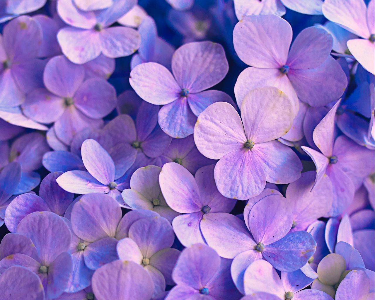 Download wallpaper 1280x1024 hydrangea, flowers, petals, purple standard  5:4 hd background