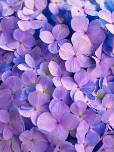 Preview wallpaper hydrangea, flowers, petals, purple