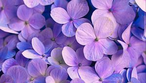 Preview wallpaper hydrangea, flowers, petals, purple