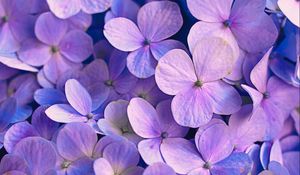 Preview wallpaper hydrangea, flowers, petals, purple