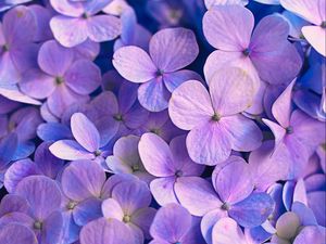 Preview wallpaper hydrangea, flowers, petals, purple