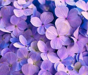 Preview wallpaper hydrangea, flowers, petals, purple